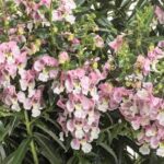 Angelonia Angelface Wedgwood Pink