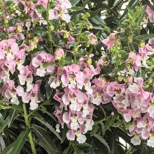Angelonia Angelface Wedgwood Pink