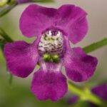 Angelonia Carita Cascade Deep Purple