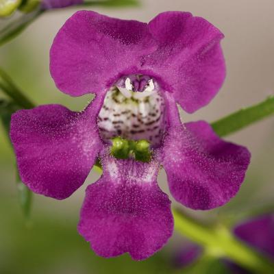 Angelonia Carita Cascade Deep Purple