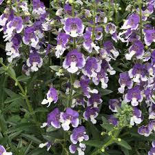 Angelonia