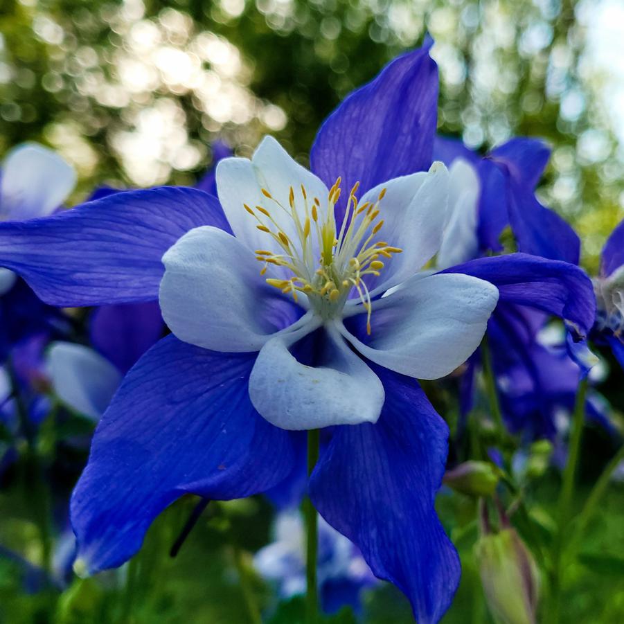 Aquilegia Earlybird Blue White