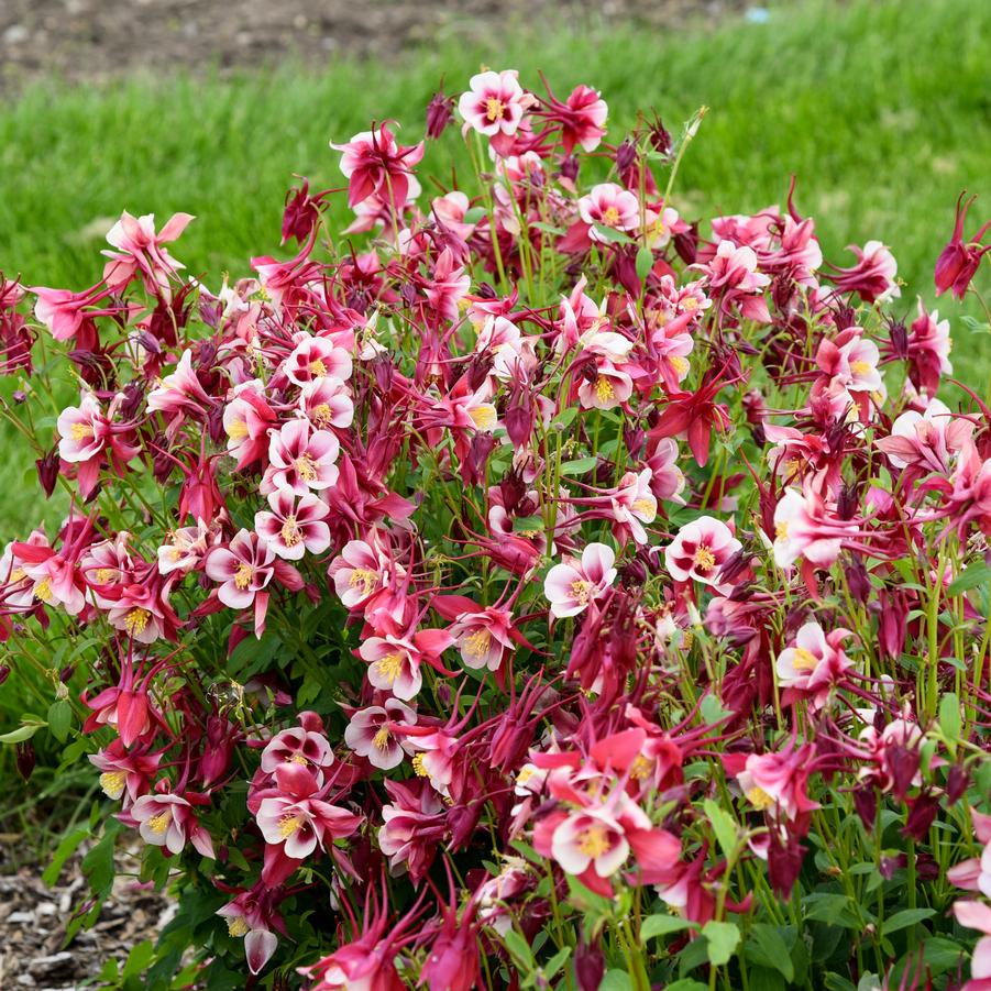 Aquilegia Earlybird Red White