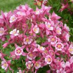 Aquilegia Kirigami Rose Pink