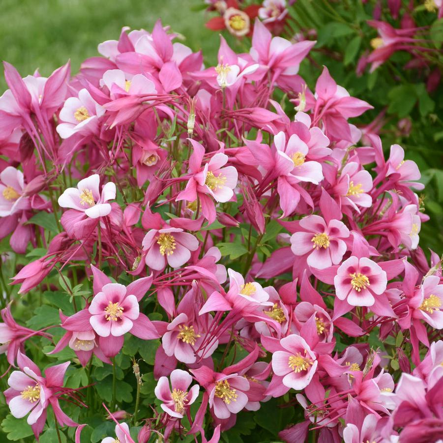Aquilegia Kirigami Rose Pink