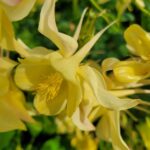 Aquilegia caerulea Kirigami Yellow