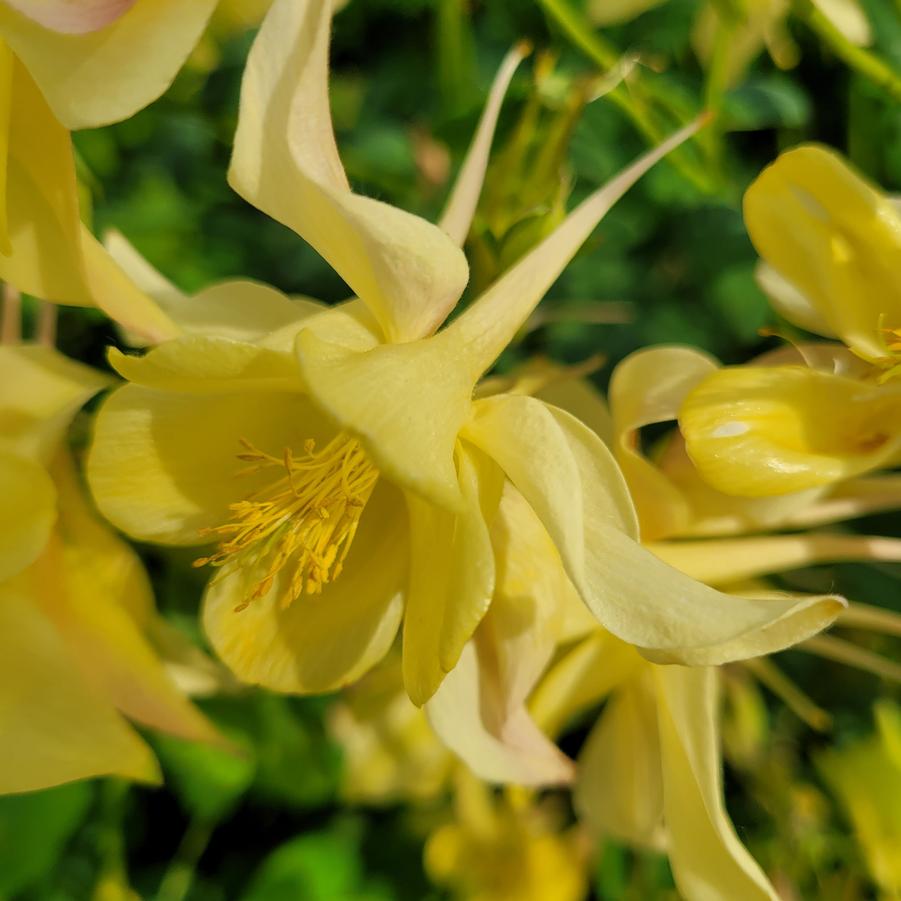 Aquilegia Kirigami Yellow