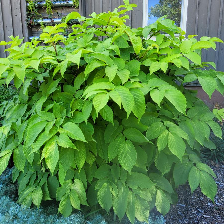 Aralia cortata Sun King