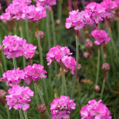 Armeria maritima