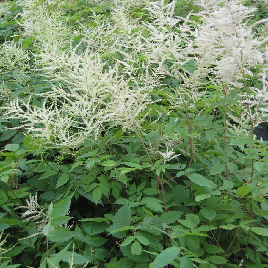 Aruncus dioicus