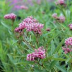Asclepias  incarnata Cinderella