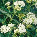 Asclepias  incarnata Ice Ballet