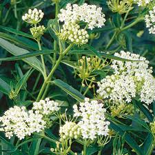 Asclepias incarnata Ice Ballet’