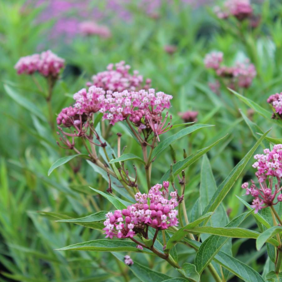 Asclepias incarnata