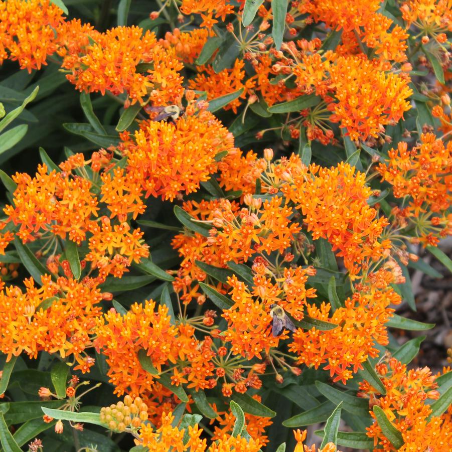 Asclepias tuberosa