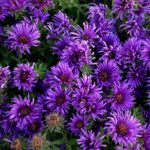 Aster novae-angliae Grape Crush