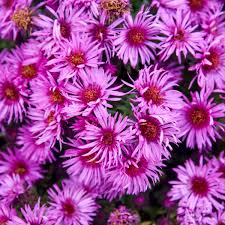 Aster novae-angliae Pink Crush