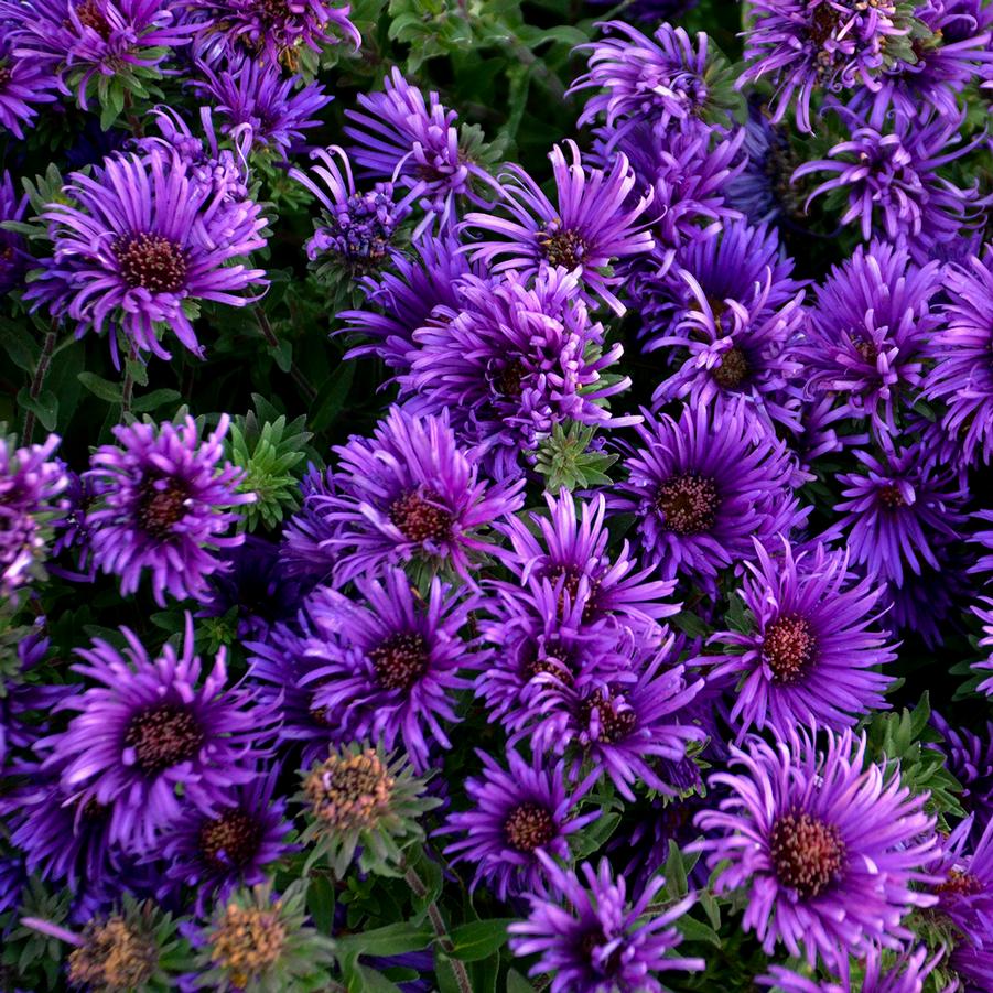 Aster novae-angliae