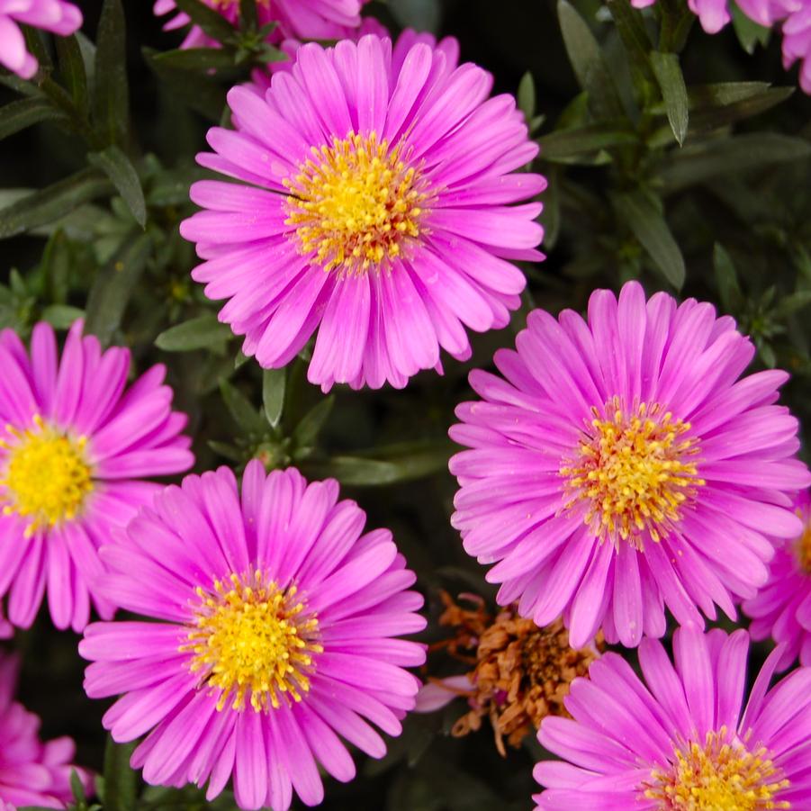 Aster novi-belgii