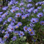 Aster oblongifolius October Skies