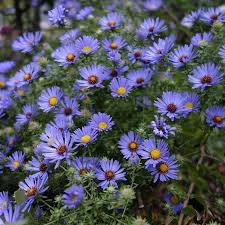 Aster oblongifolius October Skies