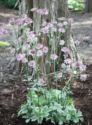 Astrantia Vanilla Gorilla