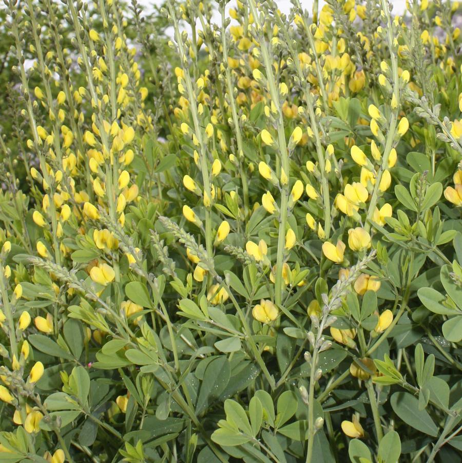 Baptisia Solar Flare