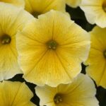 Petunia Bee's Knees