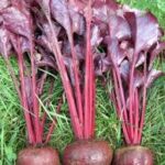 Beets Bulls Blood (4 Pack)