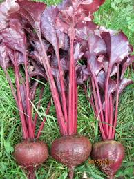 Beets Bulls Blood