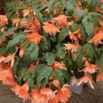 Begonia Belleconia Soft Orange