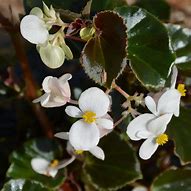 Begonia Big White Bronze Leaf
