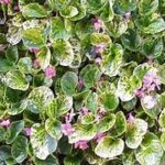 Begonia Charm Pink