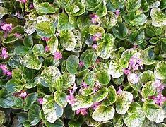 Begonia Charm Pink