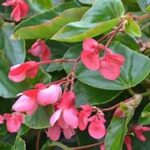 Begonia Dragon Wing Pink