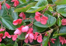 Begonia Dragon Wing Pink