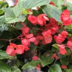 Begonia Dragon Wing Red