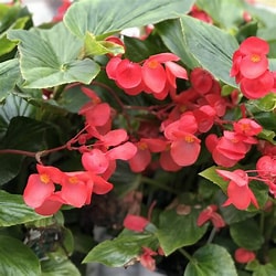 Begonia Dragon Wing Red