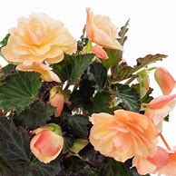 Begonia Fragrant Fall Peach