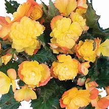 Begonia I’Conia First Kiss Del Sol