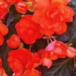 Begonia I'Conia Miss Miami
