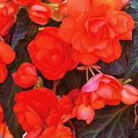 Begonia I’Conia Miss Miami