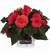 Begonia I’conia Portofino Hot Coral