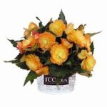 Begonia Iconia Portofino Sunrise