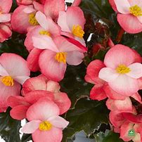 Begonia Richmondensis Pink