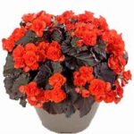 Begonia Solenia Chocolate Orange