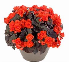 Begonia Solenia Chocolate Orange