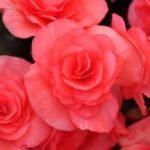 Begonia Solenia Dark Pink