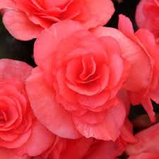 Begonia Solenia Dark Pink