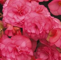 Begonia Solenia Pink Light
